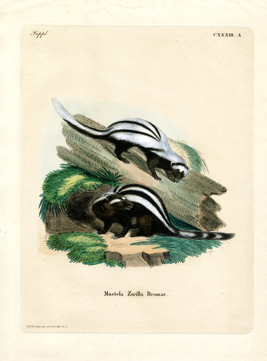 Zorilla von German School