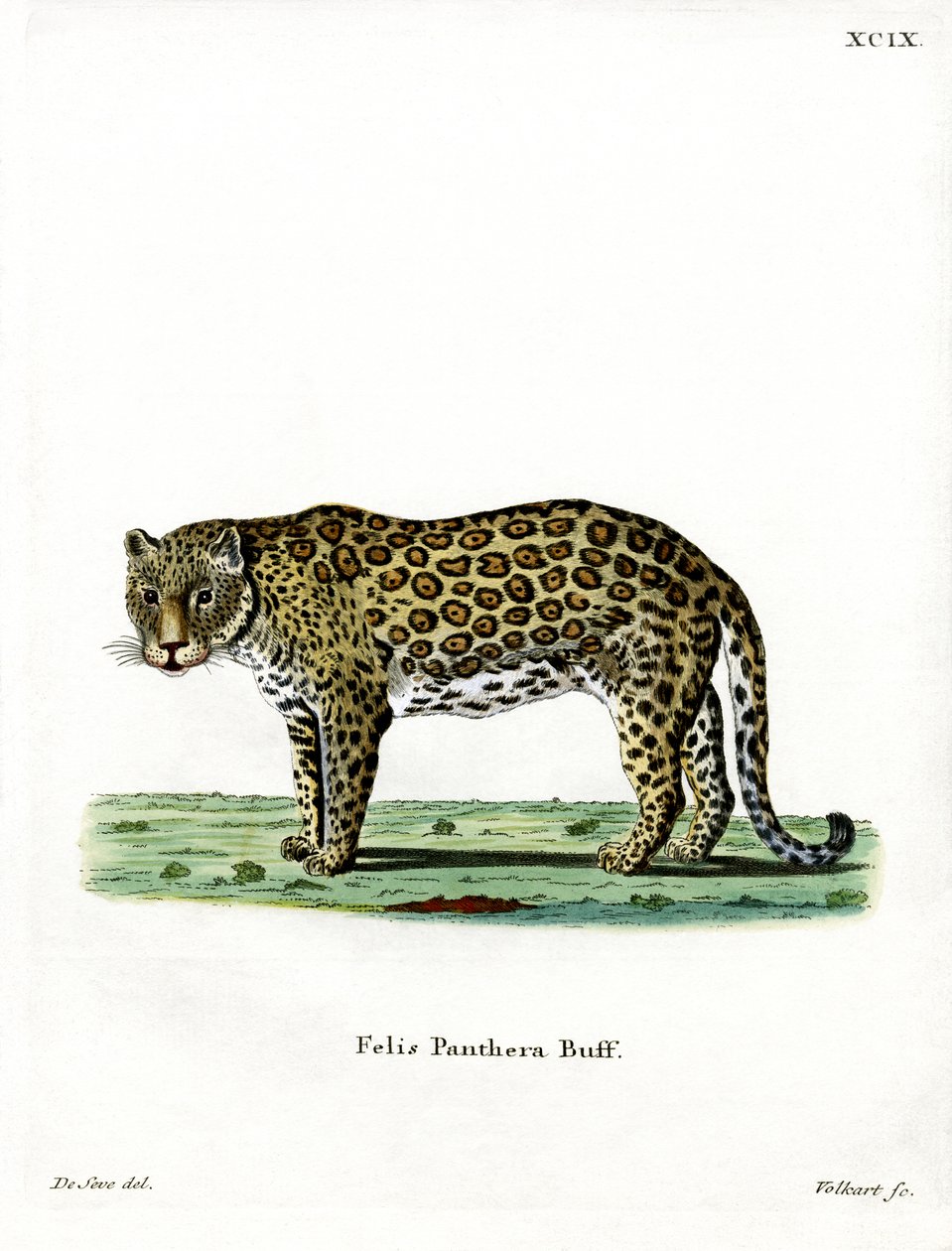 Leopard von German School