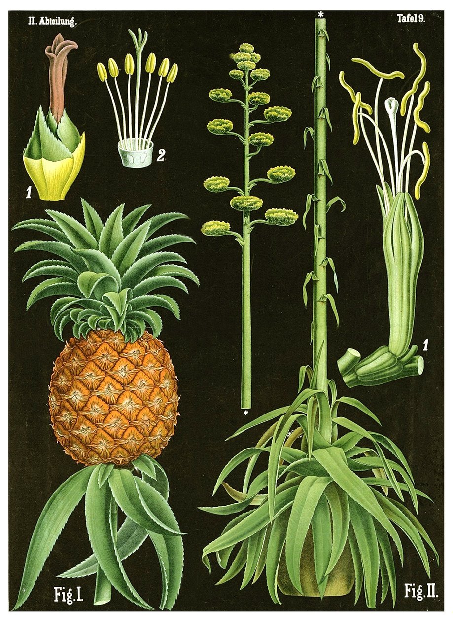 Ananas von German School