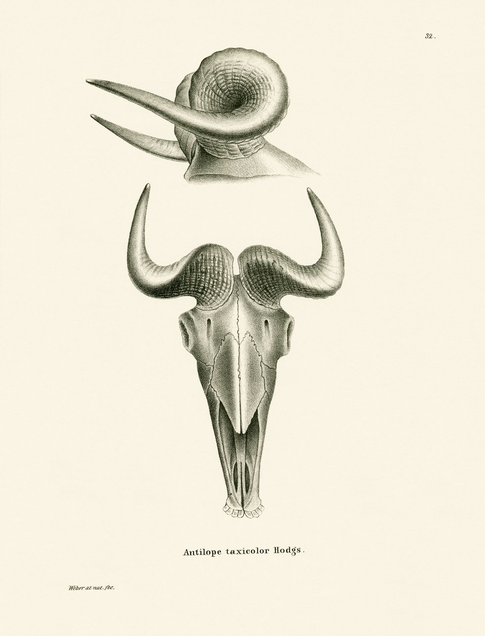 Takin-Schädel von German School