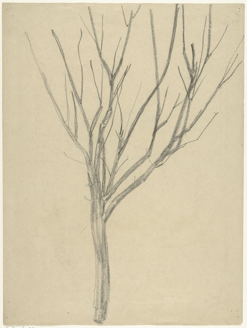 Kale Baum von Gerrit Willem Dijsselhof