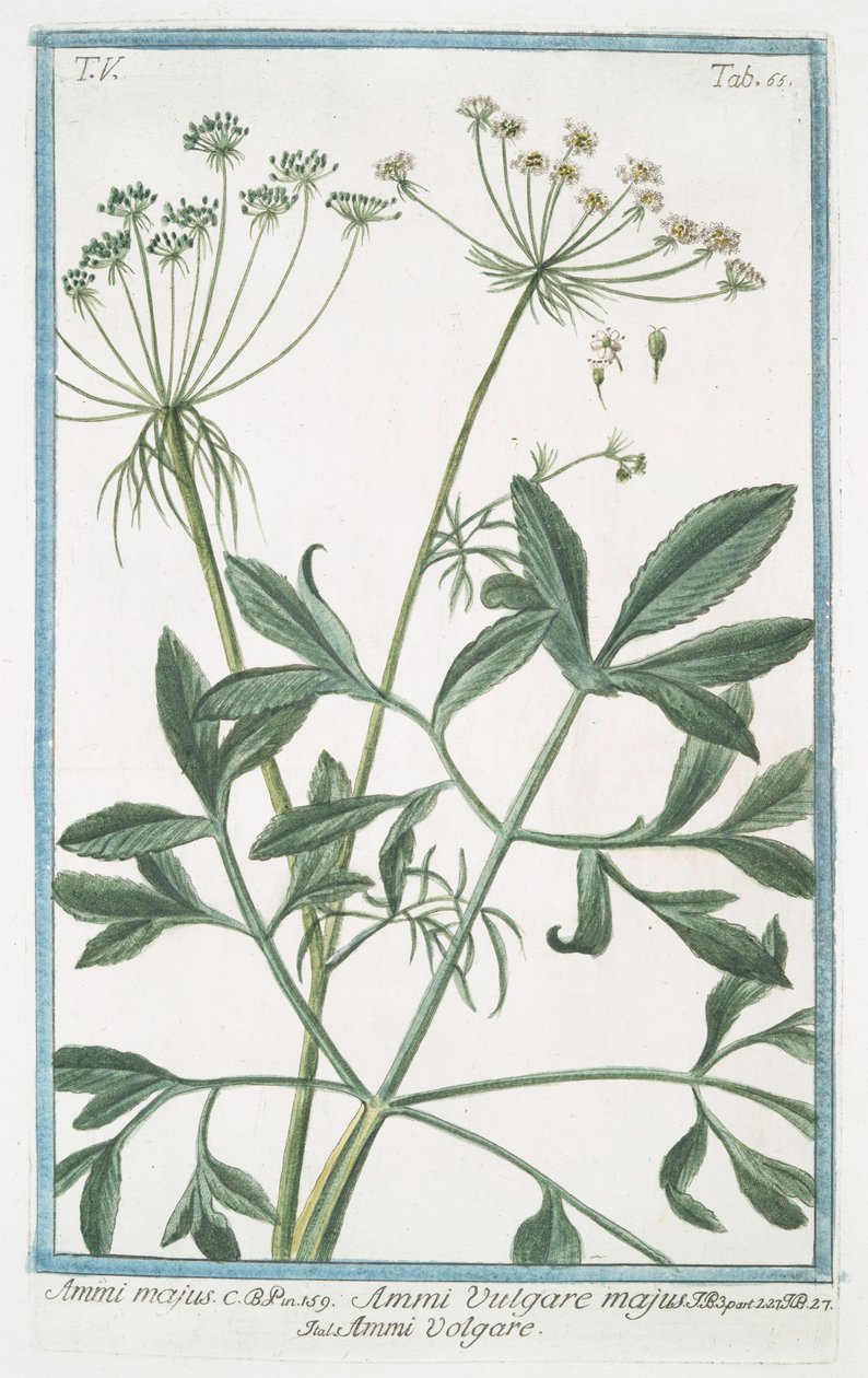 Ammi majus von Giorgio Bonelli