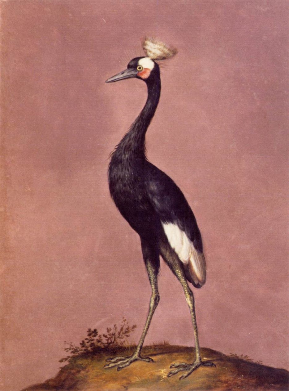 Vögel von Giuseppe Arcimboldo