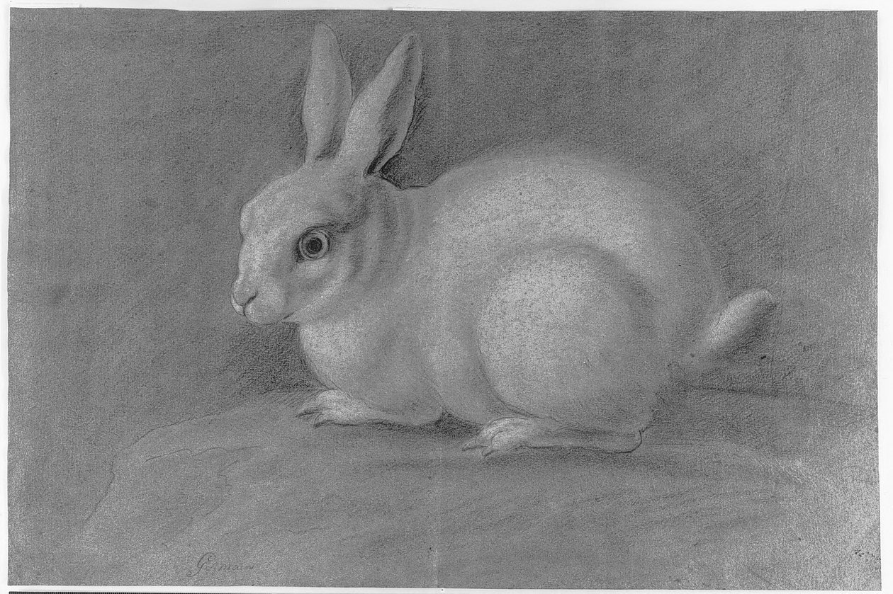 Weißes Kaninchen von Giuseppe Paganelli