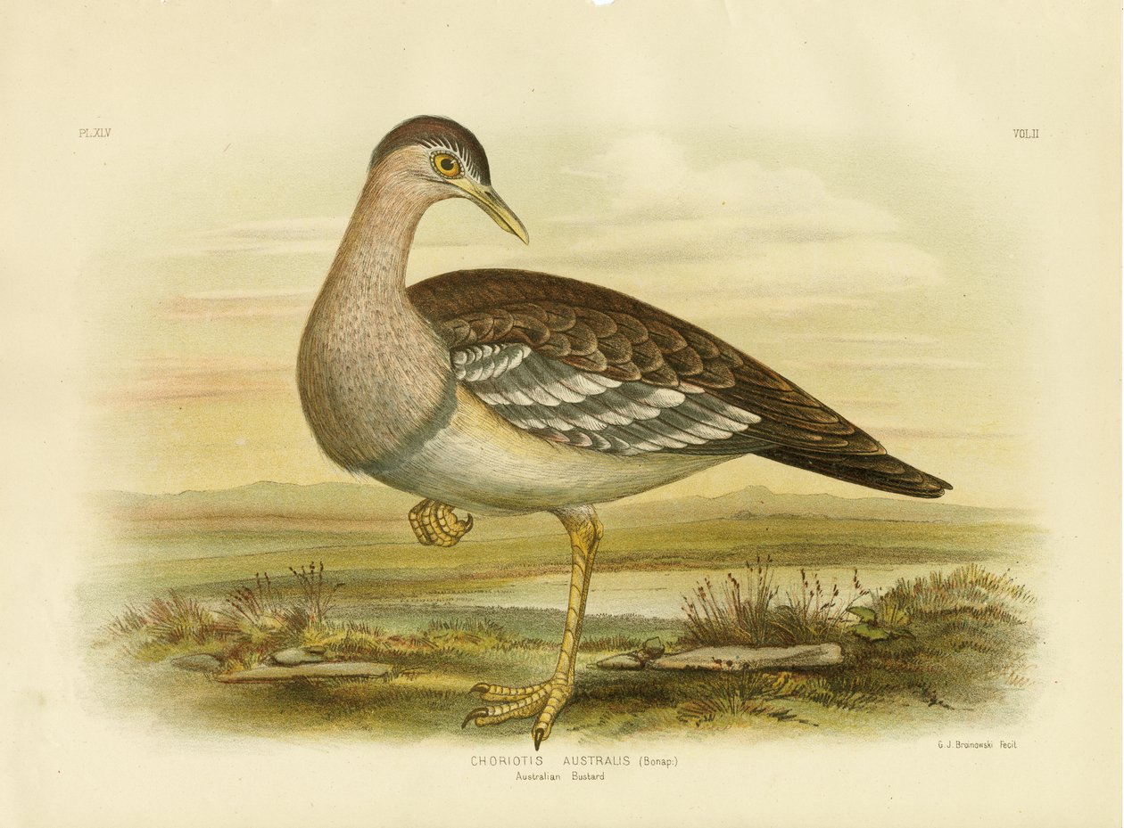 Australischer Trappen oder Buschtruthahn, 1891 von Gracius Broinowski