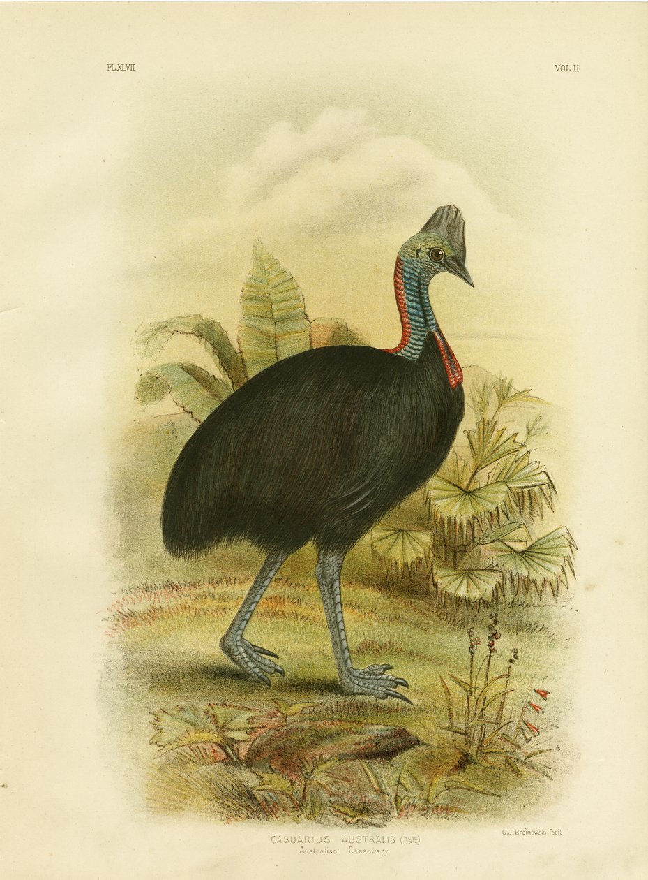 Australischer Kasuar oder Südlicher Kasuar, 1891 von Gracius Broinowski