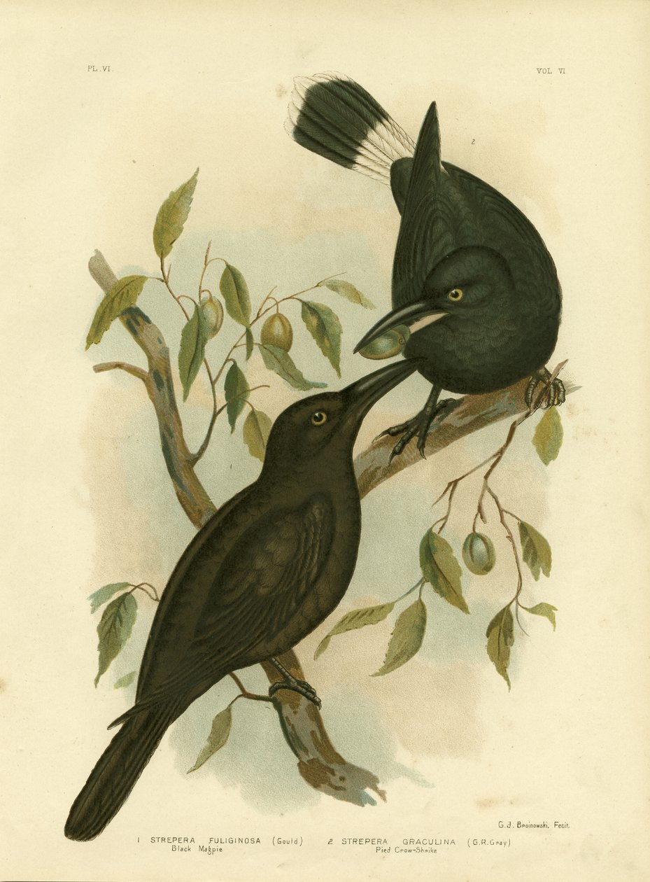 Schwarze Elster oder Schwarzer Currawong, 1891 von Gracius Broinowski