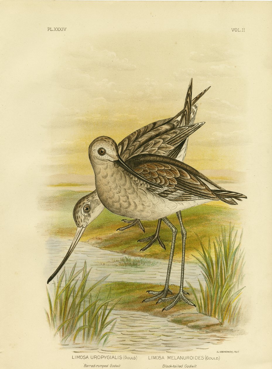 Uferschnepfe, 1891 von Gracius Broinowski