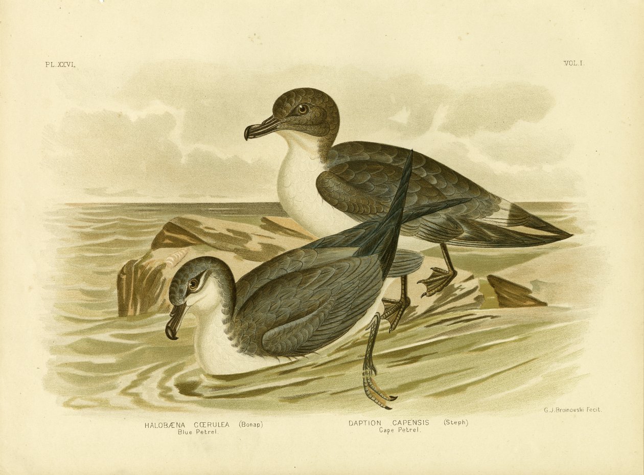 Blaues Sturmtaucher, 1891 von Gracius Broinowski