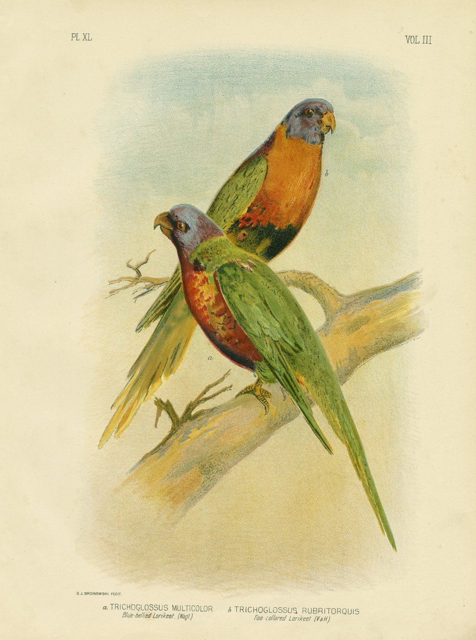 Blau-bäuchiger Loris, 1891 von Gracius Broinowski