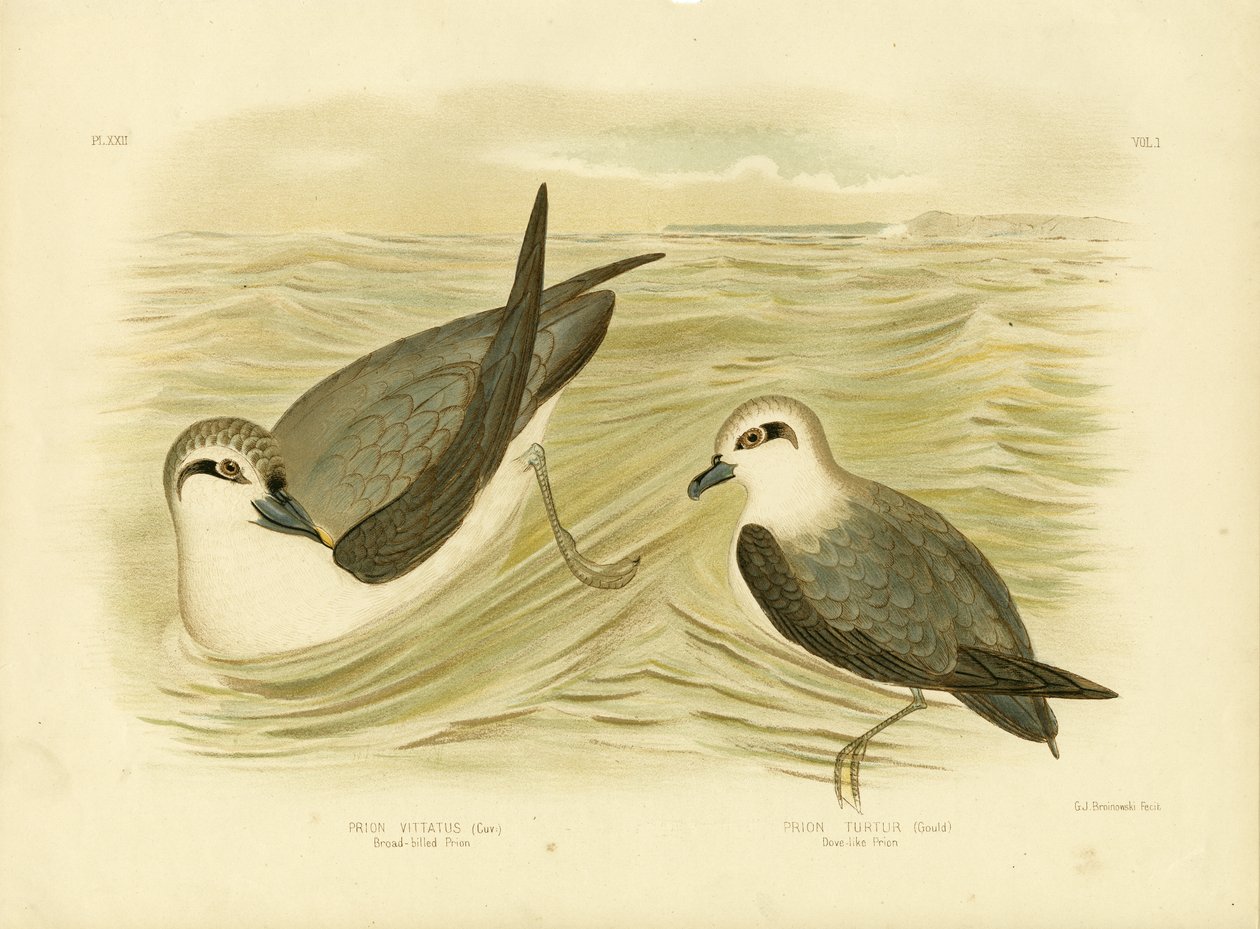 Breitschnabel-Sturmvogel, 1891 von Gracius Broinowski