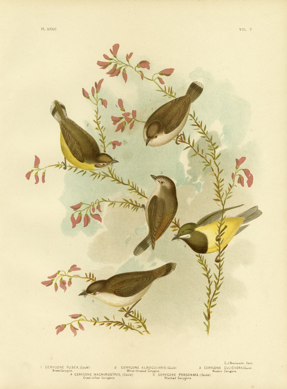 Brauner Gerygone, 1891 von Gracius Broinowski