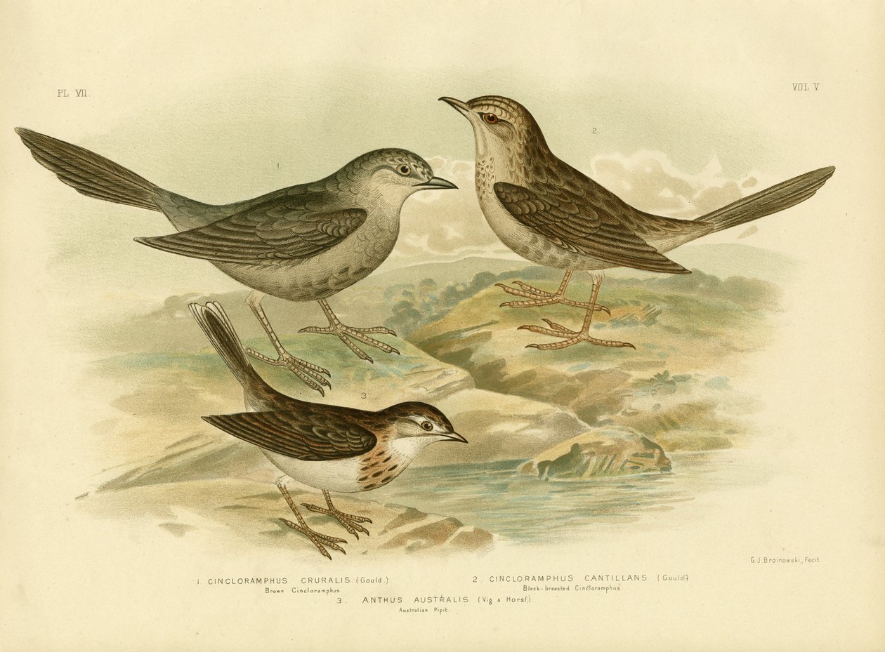 Brauner Singlerche, 1891 von Gracius Broinowski