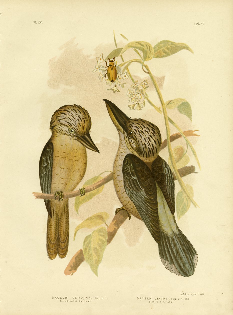 Fahlbrust-Eisvogel, 1891 von Gracius Broinowski