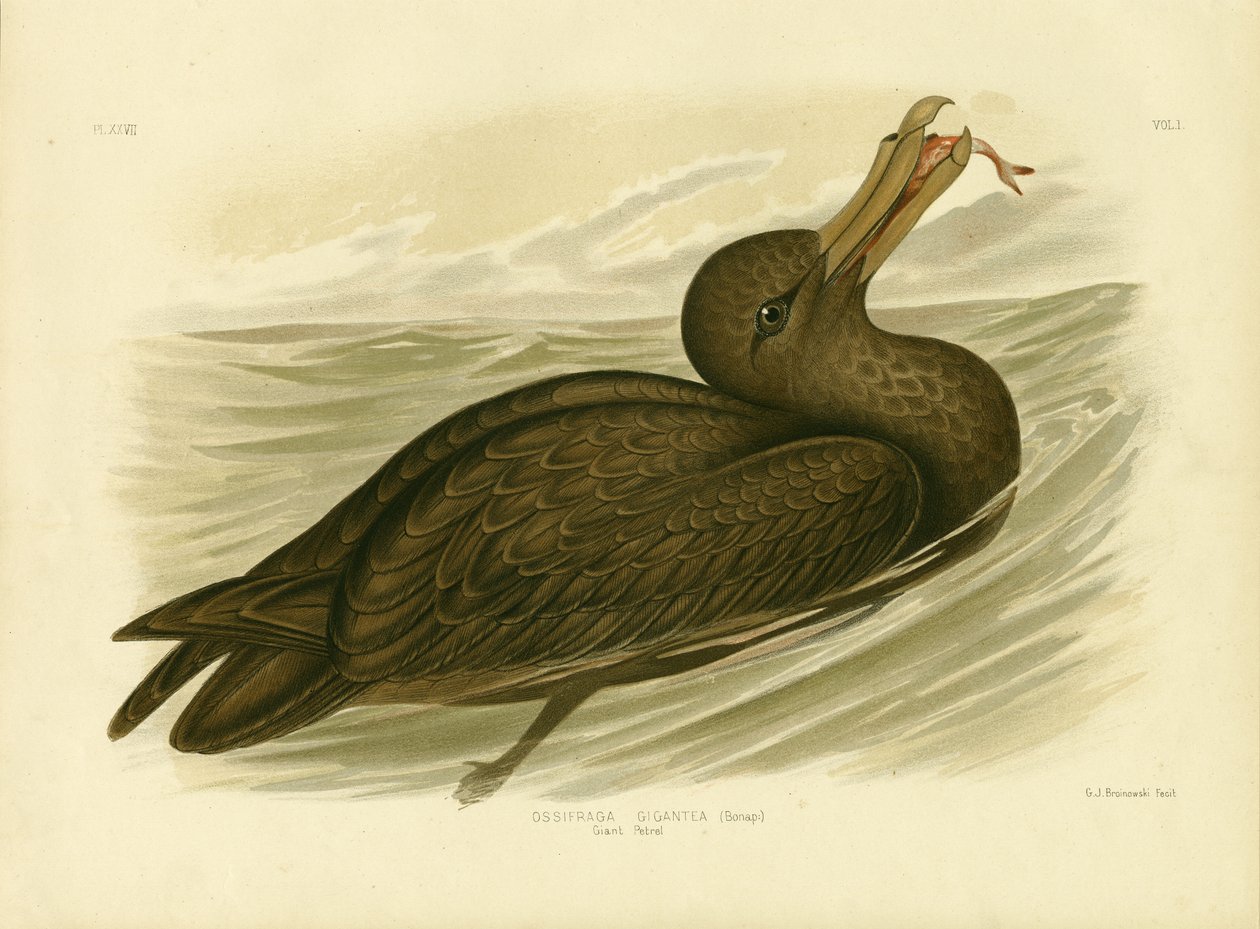 Riesensturmvogel, 1891 von Gracius Broinowski