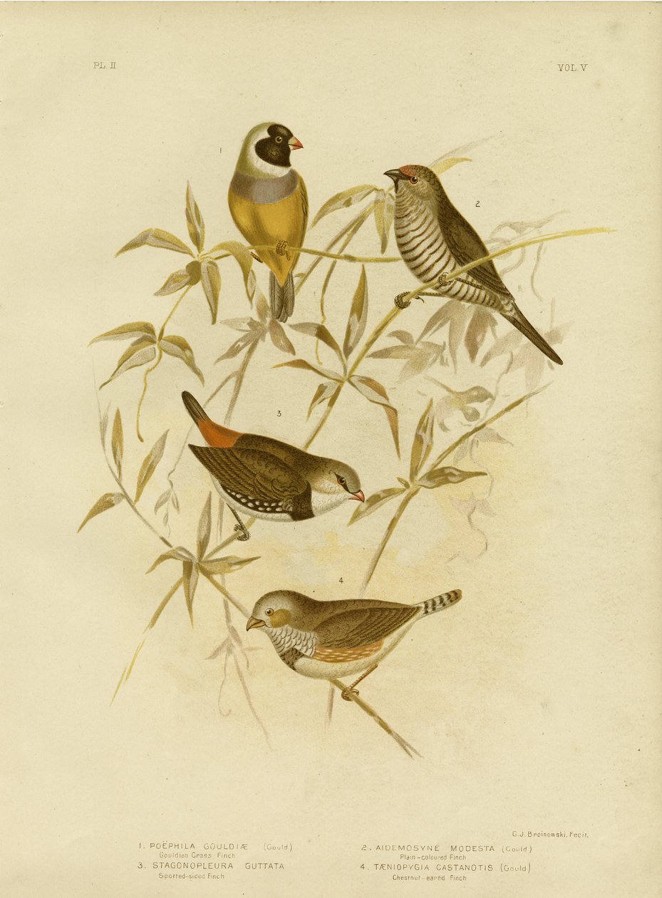 Goldener Grasfink, 1891 von Gracius Broinowski