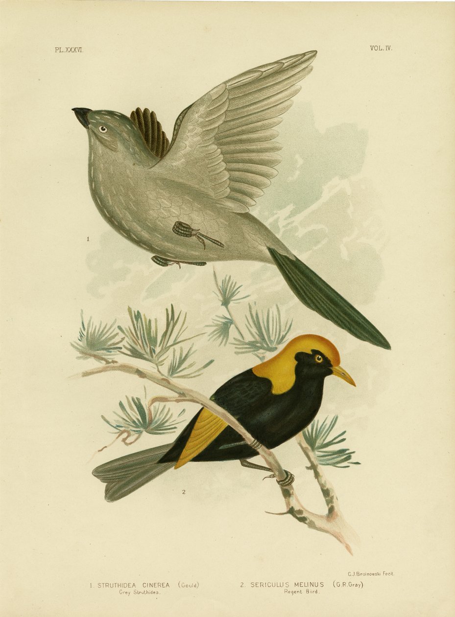 Graue Struthidea oder Apostelvogel, 1891 von Gracius Broinowski