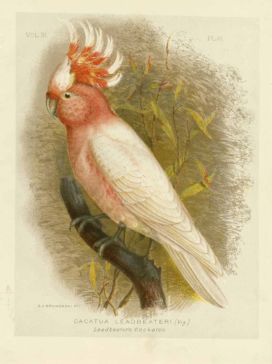 Leadbeaters Kakadu, 1891 von Gracius Broinowski