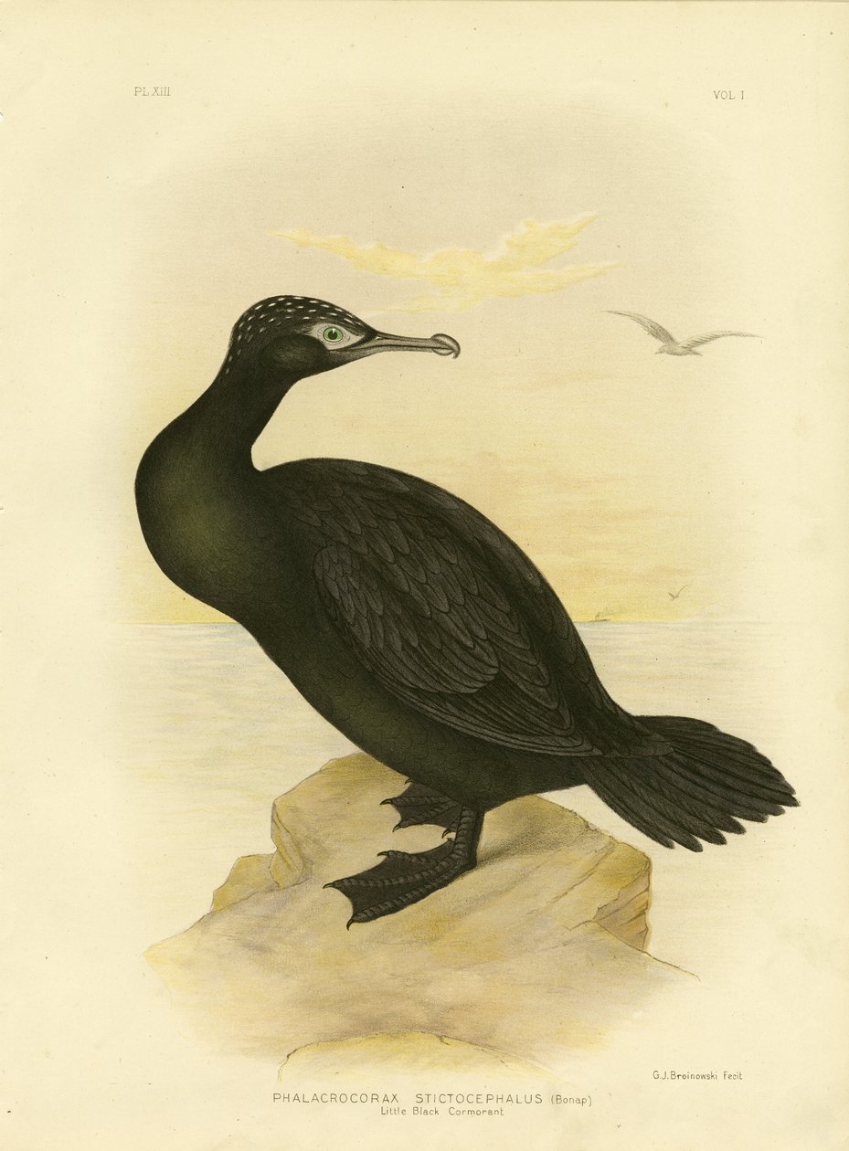 Kleiner schwarzer Kormoran, 1891 von Gracius Broinowski