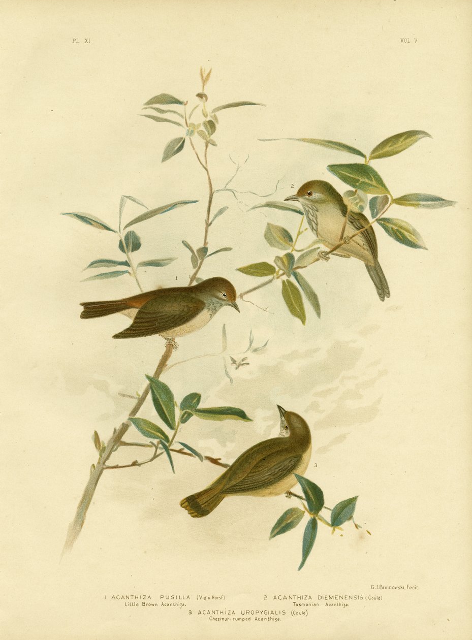 Kleiner brauner Dornensänger, 1891 von Gracius Broinowski