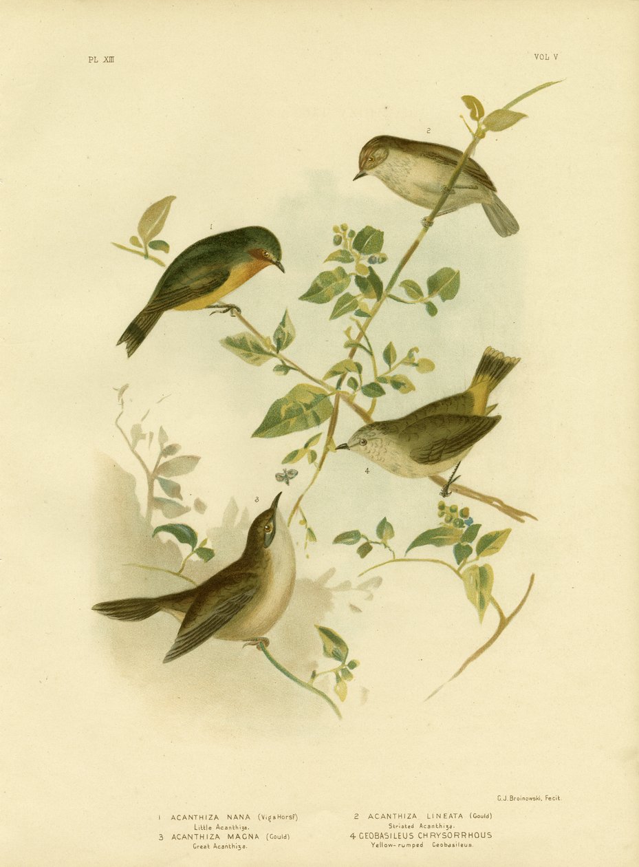 Kleiner Dornschwanz oder Gelber Dornschwanz, 1891 von Gracius Broinowski