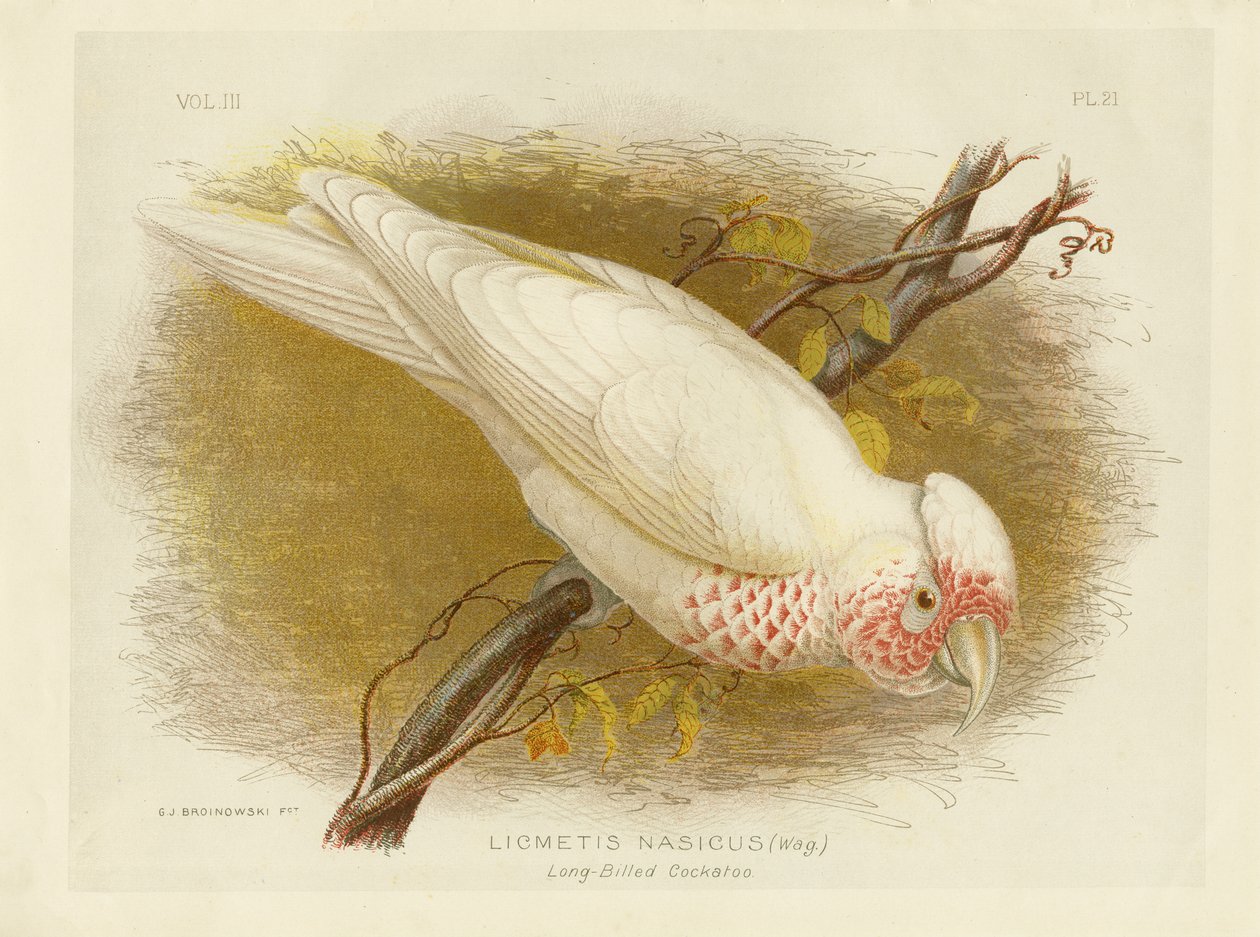 Langschnabelkakadu, 1891 von Gracius Broinowski