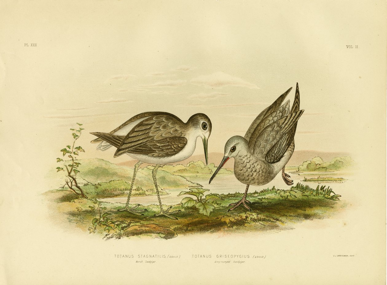Teichwasserläufer, 1891 von Gracius Broinowski