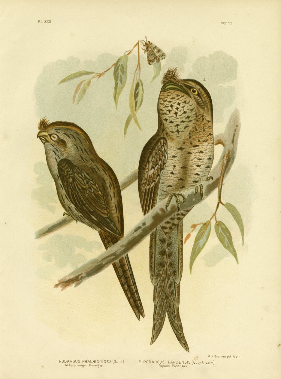 Mottengeschmückter Podargus, 1891 von Gracius Broinowski
