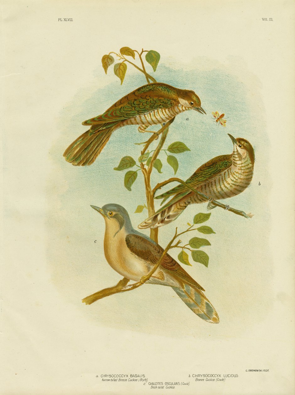 Schmalschnabel-Bronzekuckuck, 1891 von Gracius Broinowski