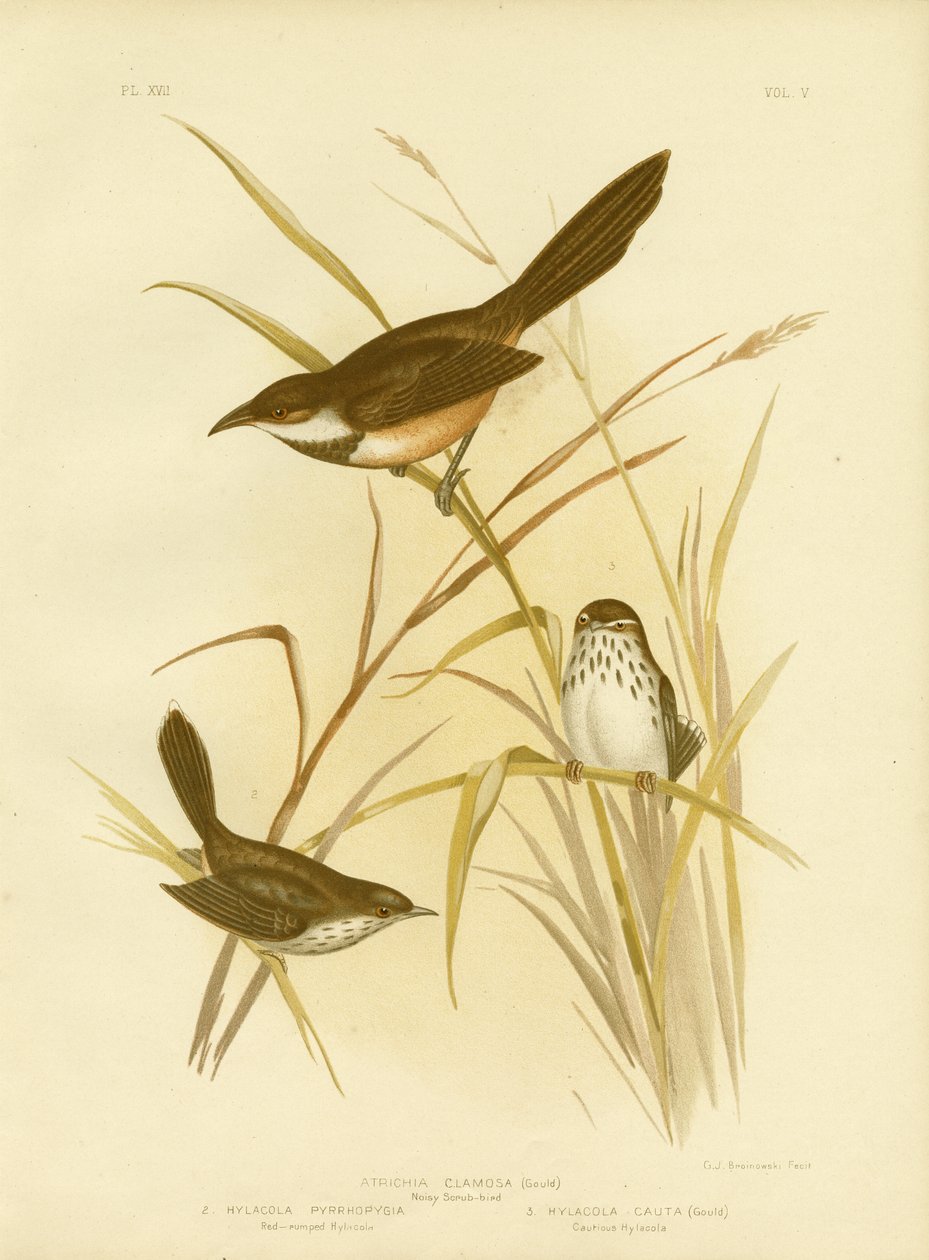 Lärmvogel von Gracius Broinowski