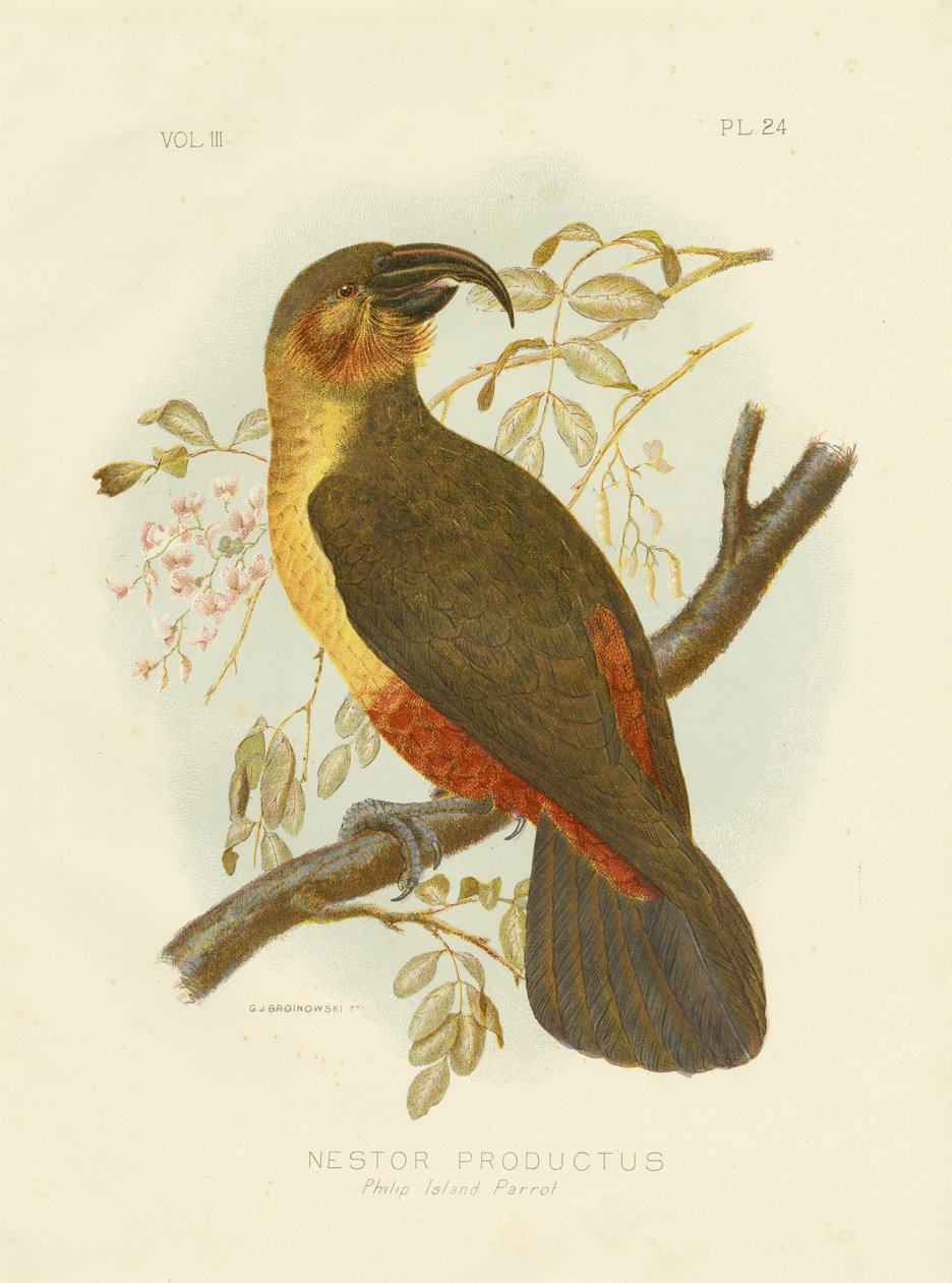 Norfolk-Kaka, 1891 von Gracius Broinowski
