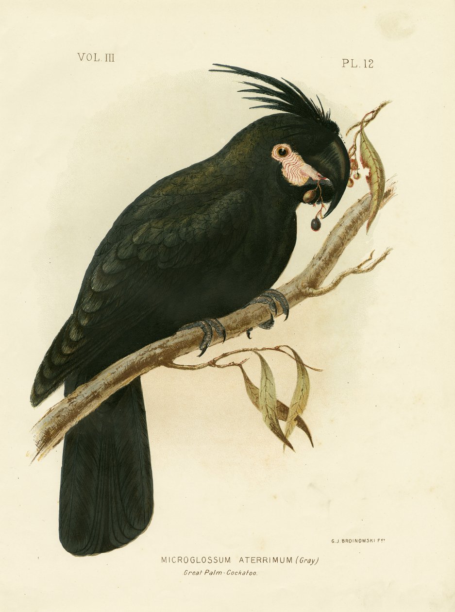 Palmkakadu, 1891 von Gracius Broinowski