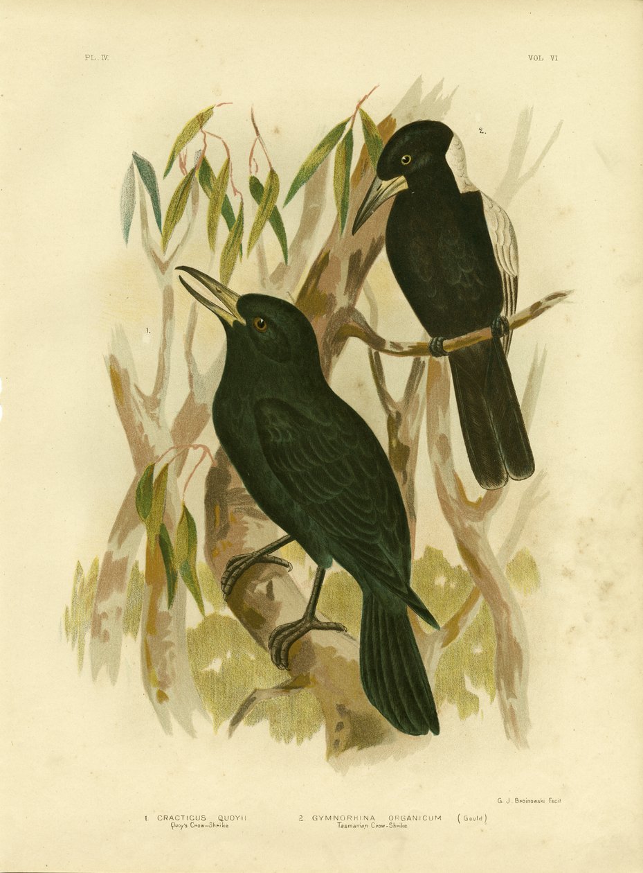 Quoys Krähenwürger oder Schwarzer Metzgervogel, 1891 von Gracius Broinowski
