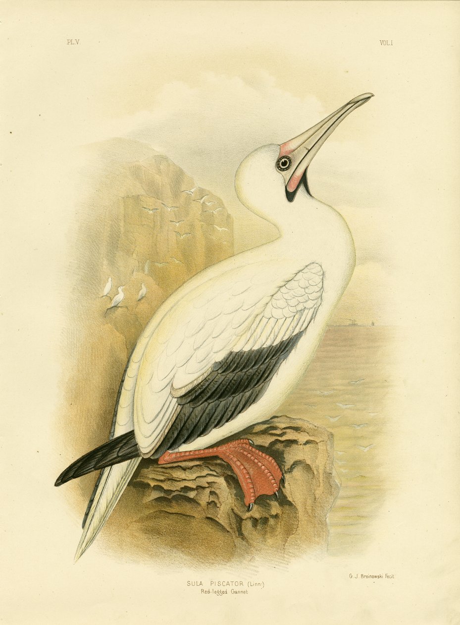 Rotbeiniger Tölpel, 1891 von Gracius Broinowski