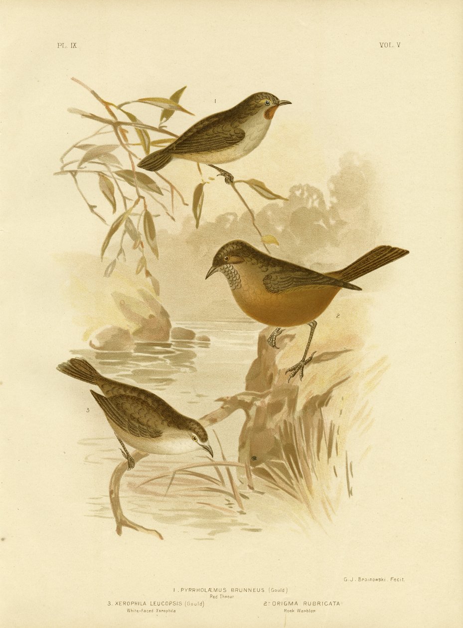 Rotkehlchen, 1891 von Gracius Broinowski
