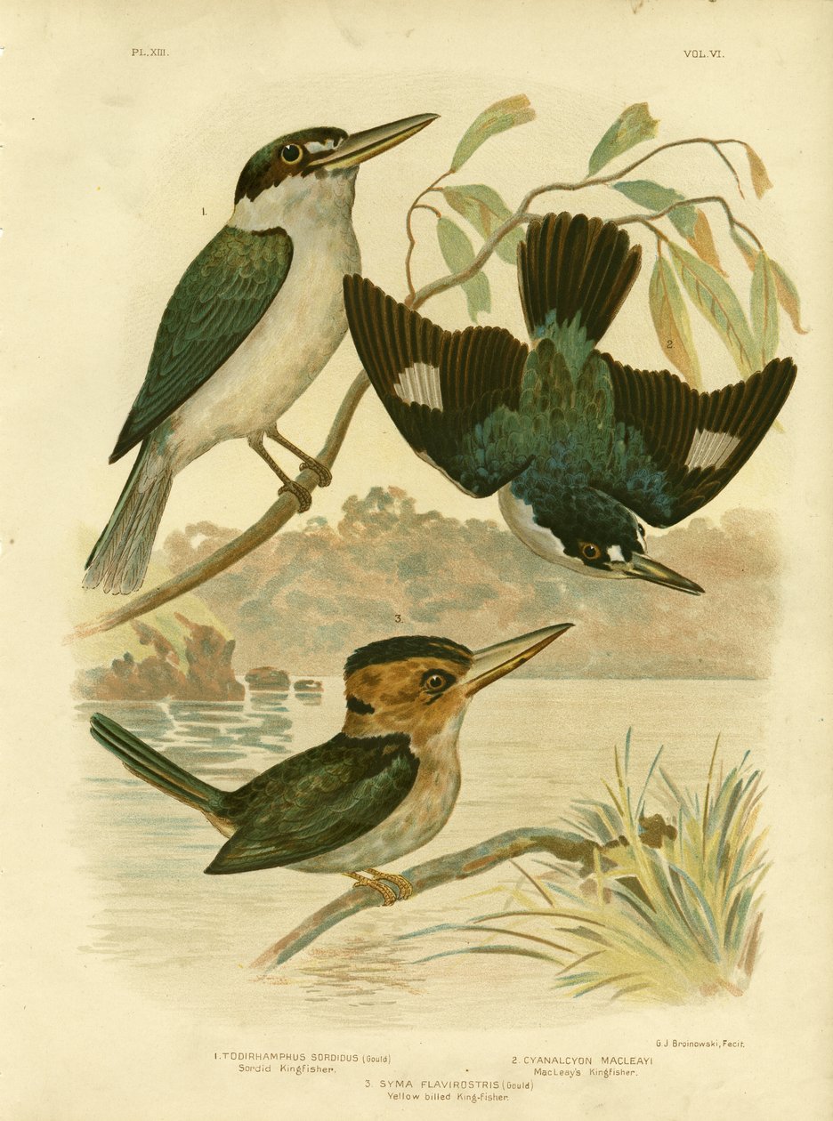 Sardischer Eisvogel, 1891 von Gracius Broinowski