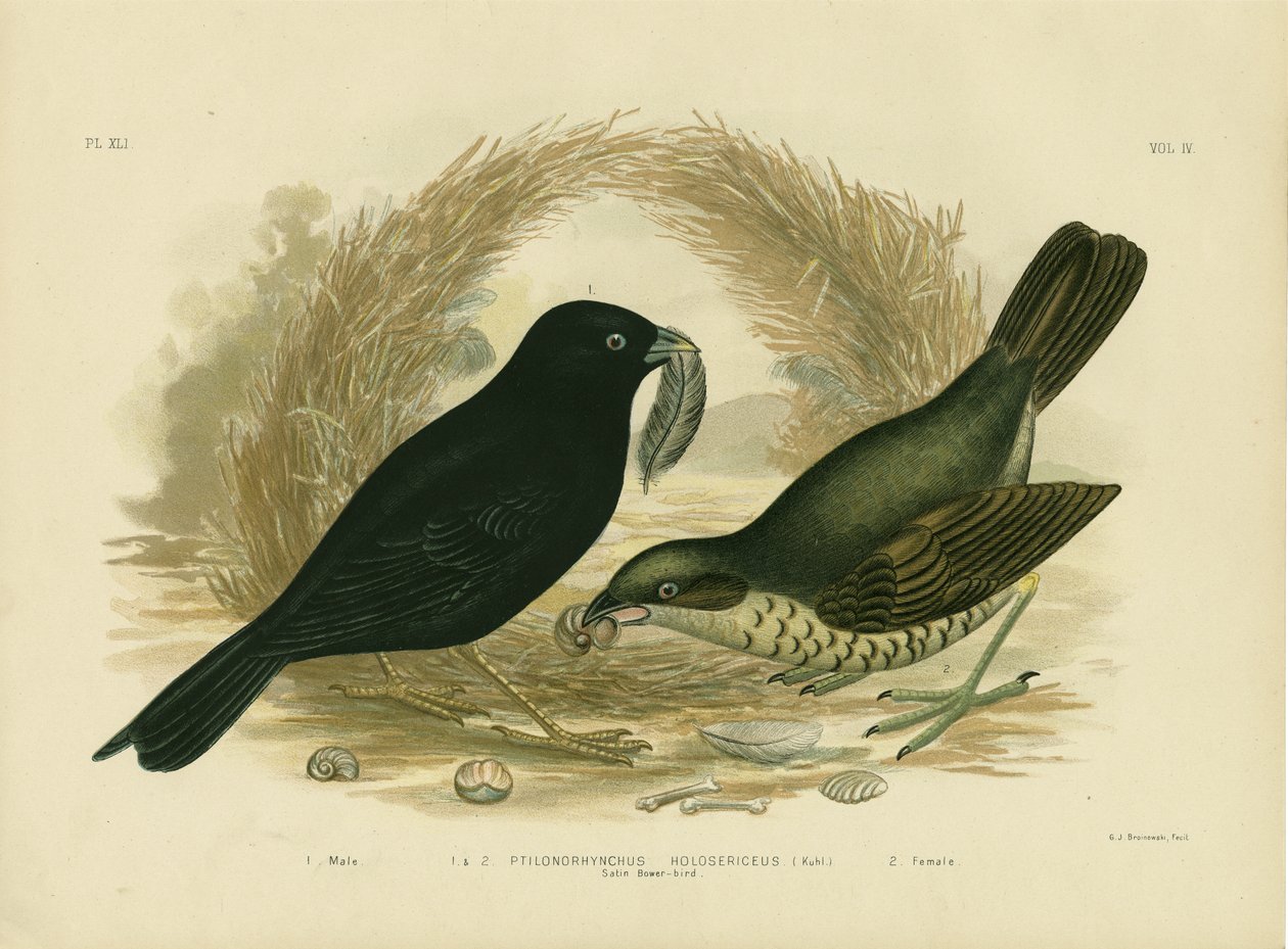 Satinlaubenvogel, 1891 von Gracius Broinowski