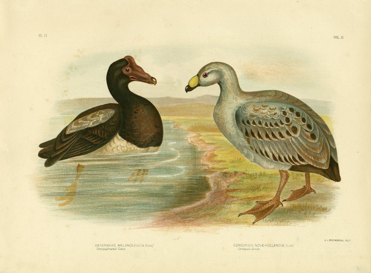 Halbpalmen-Gans oder Elstergans, 1891 von Gracius Broinowski
