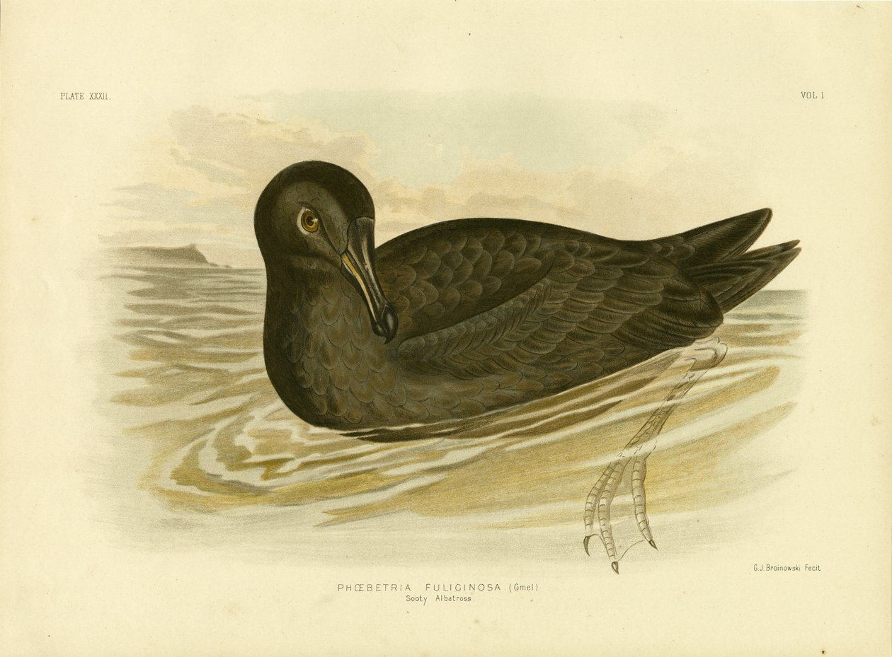 Rußalbatros, 1891 von Gracius Broinowski