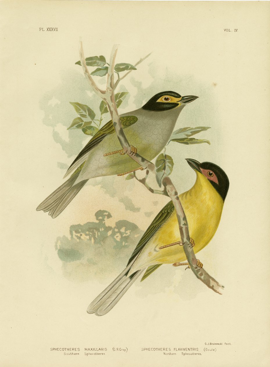 Südliche Sphecotheres oder Australischer Feigenvogel, 1891 von Gracius Broinowski