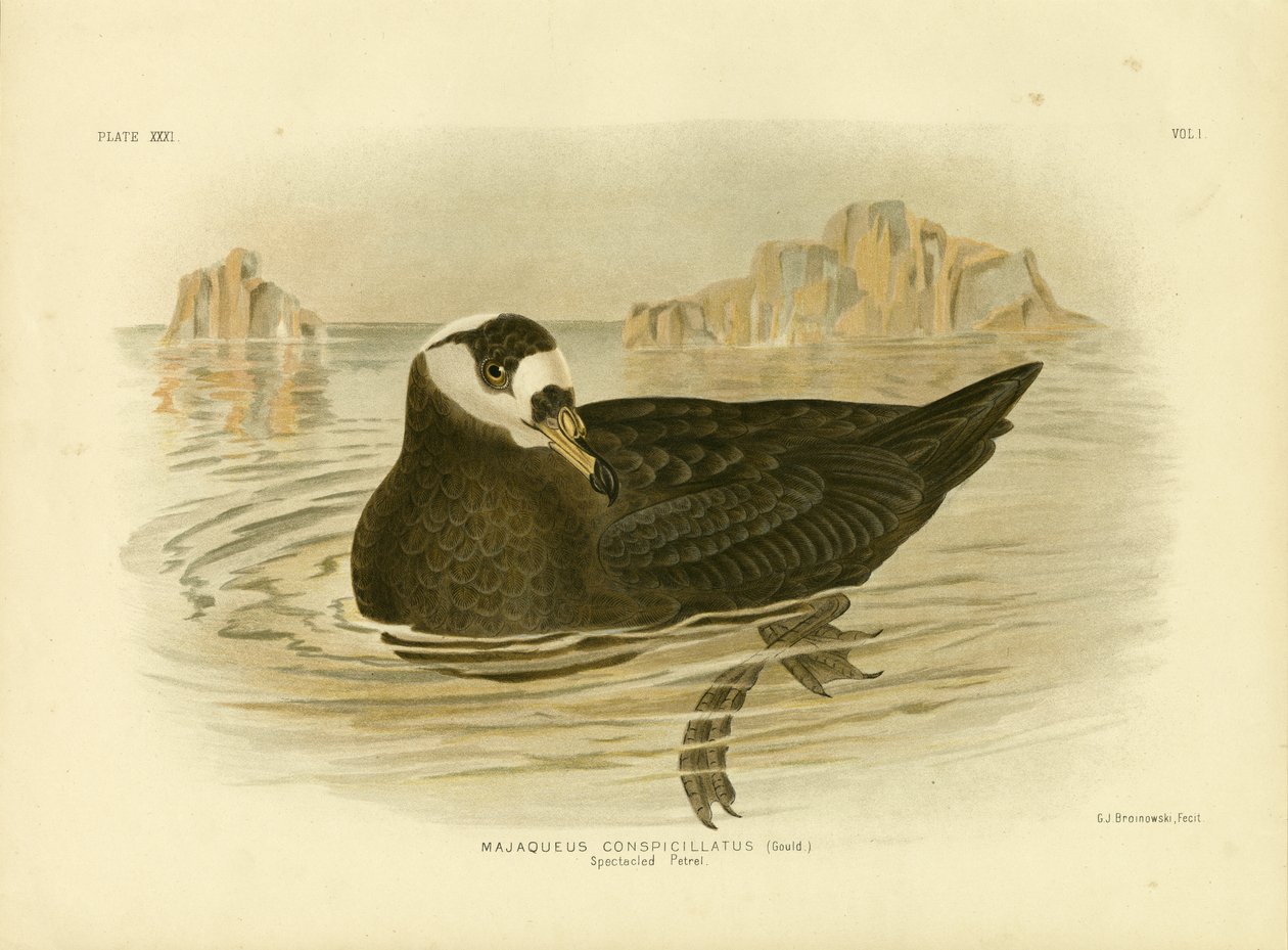 Brillensturmvogel, 1891 von Gracius Broinowski