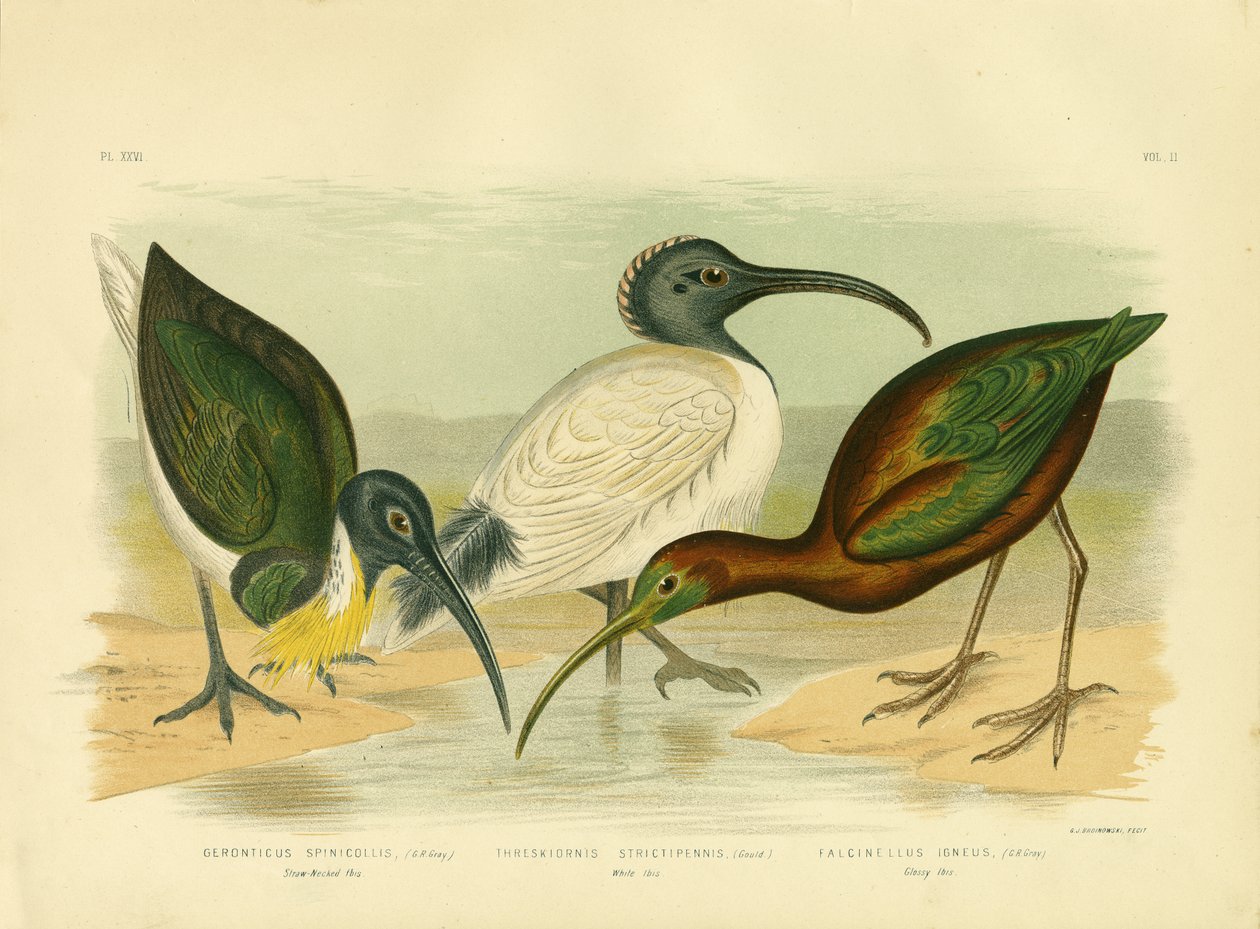 Strohhalsibis, 1891 von Gracius Broinowski