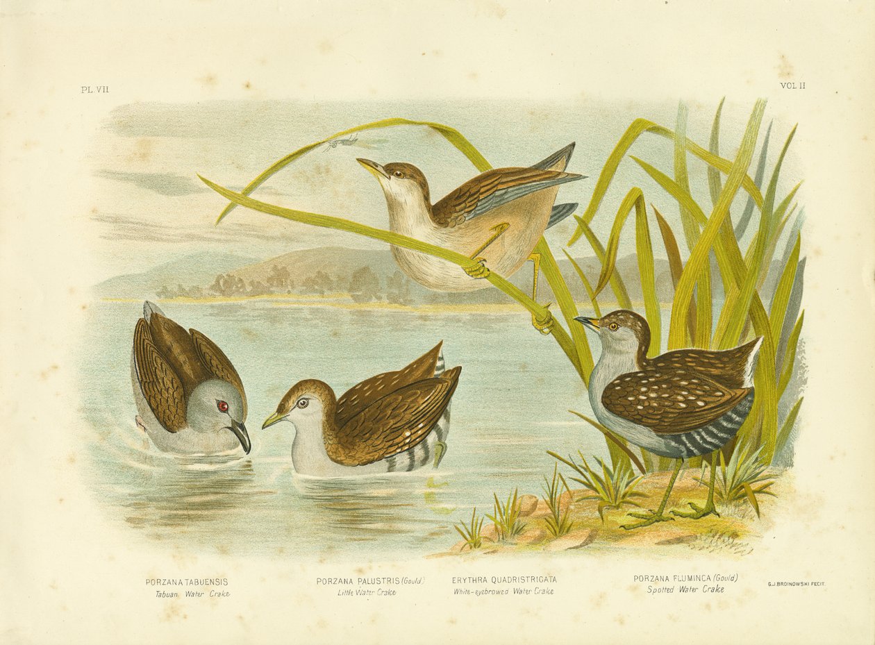 Tabuan-Wasserkrähe oder Rußkrähe, 1891 von Gracius Broinowski