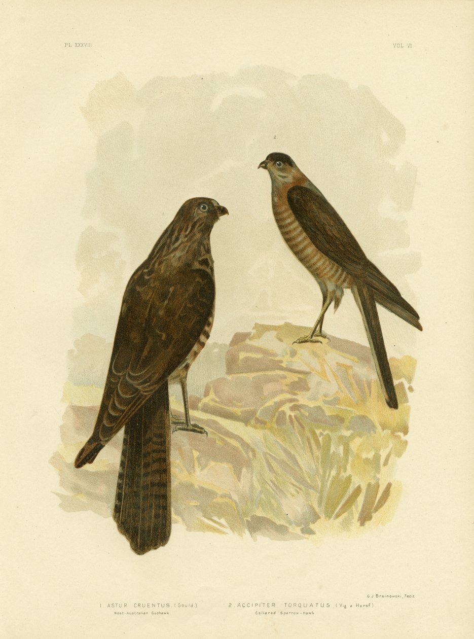 West-Australischer Habicht, 1891 von Gracius Broinowski