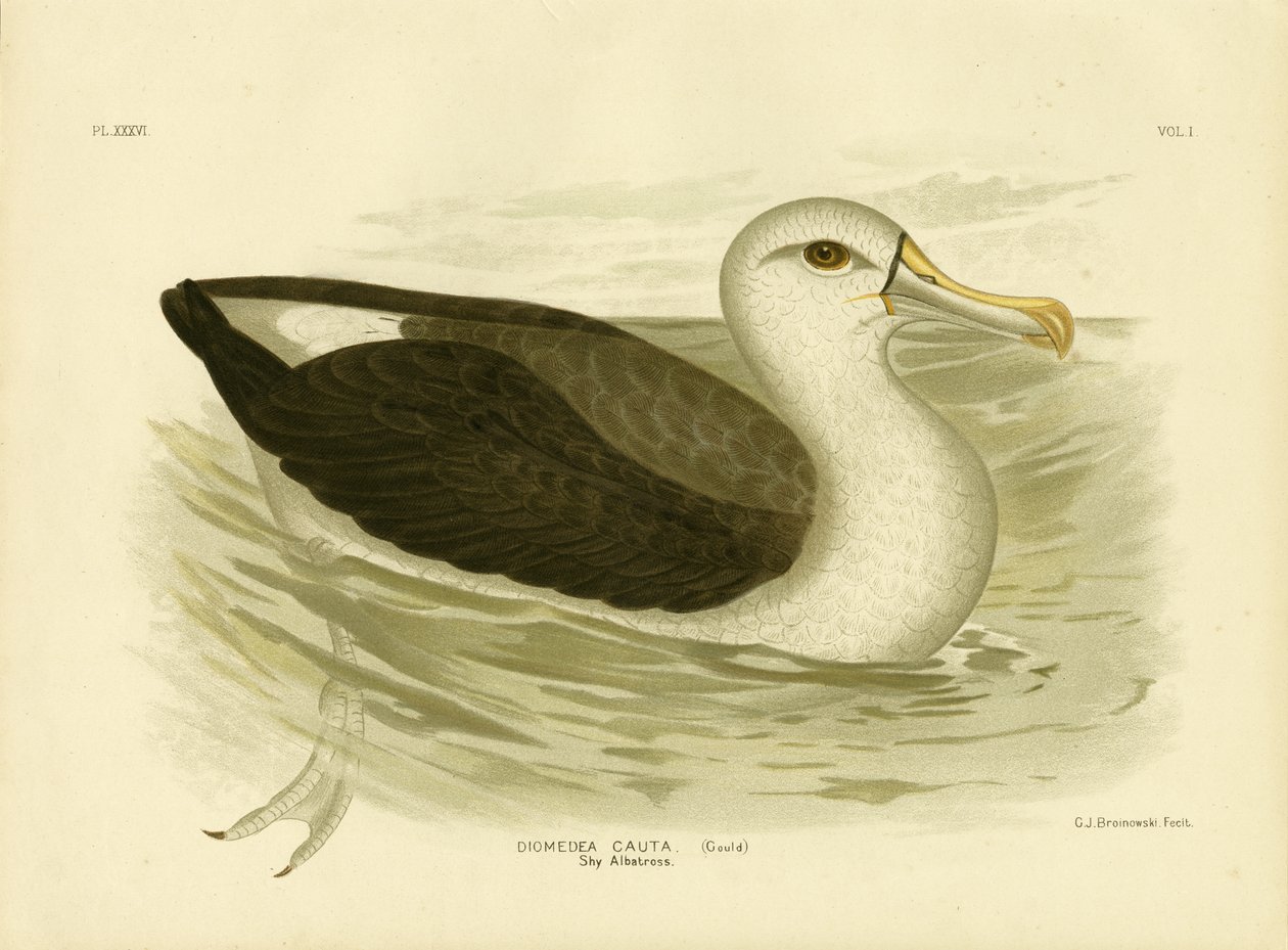 Weißkappenalbatros, 1891 von Gracius Broinowski
