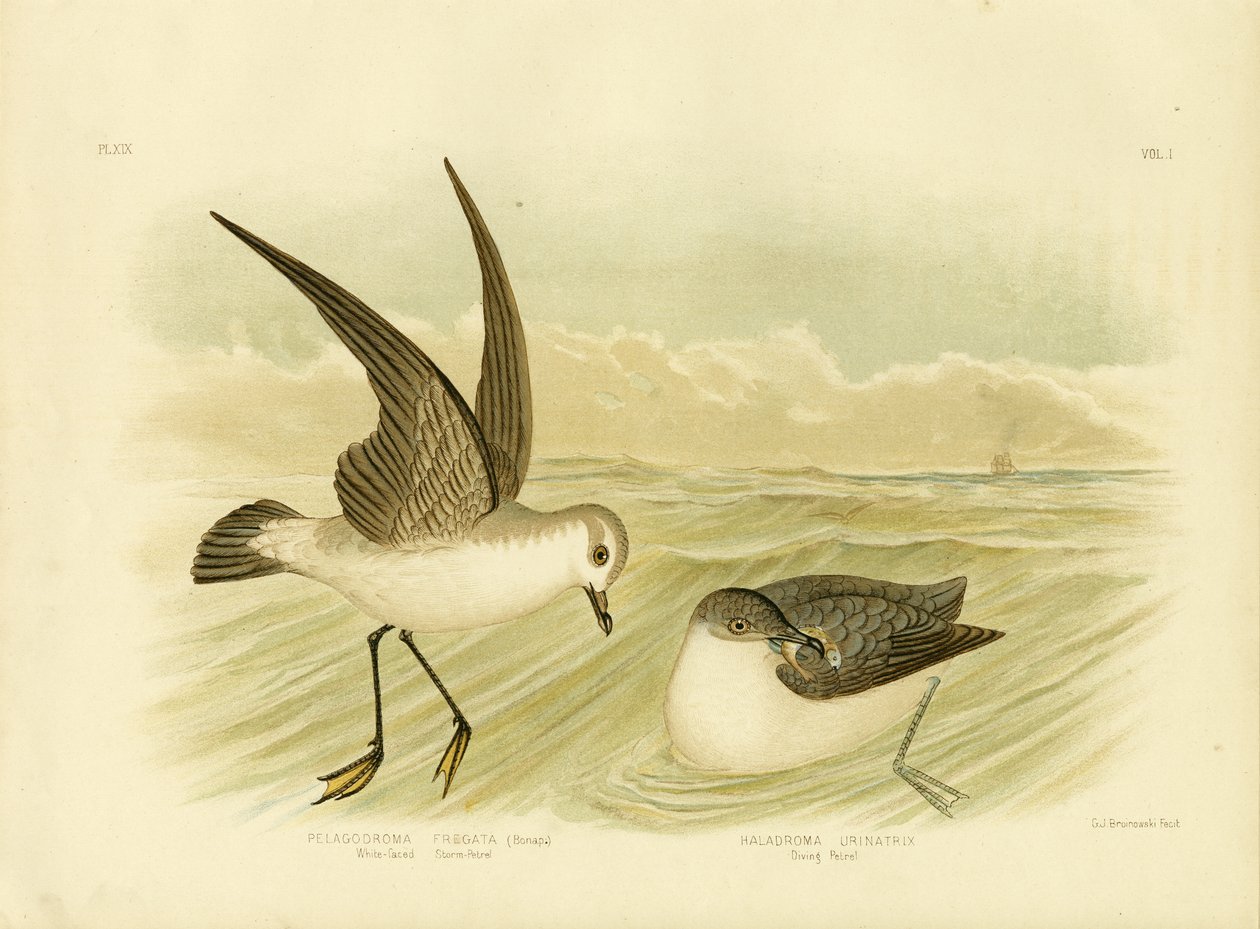 Weißgesicht-Sturmvogel, 1891 von Gracius Broinowski
