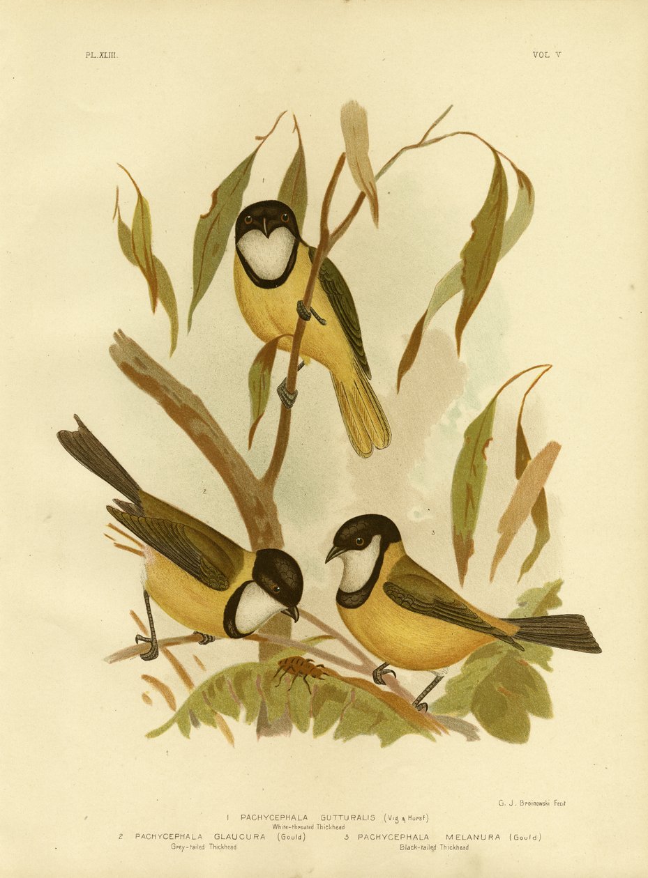 Weißkehlpfeifer oder Goldpfeifer, 1891 von Gracius Broinowski