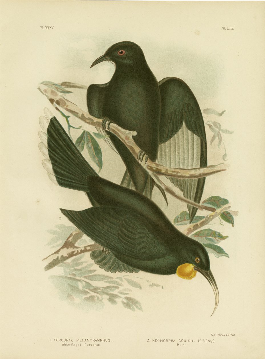 Weißflügeliger Corcorax, 1891 von Gracius Broinowski