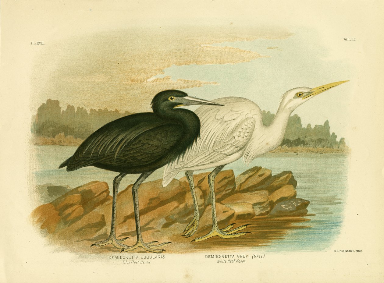 Blauer Riffreiher, 1891 von Gracius Broinowski