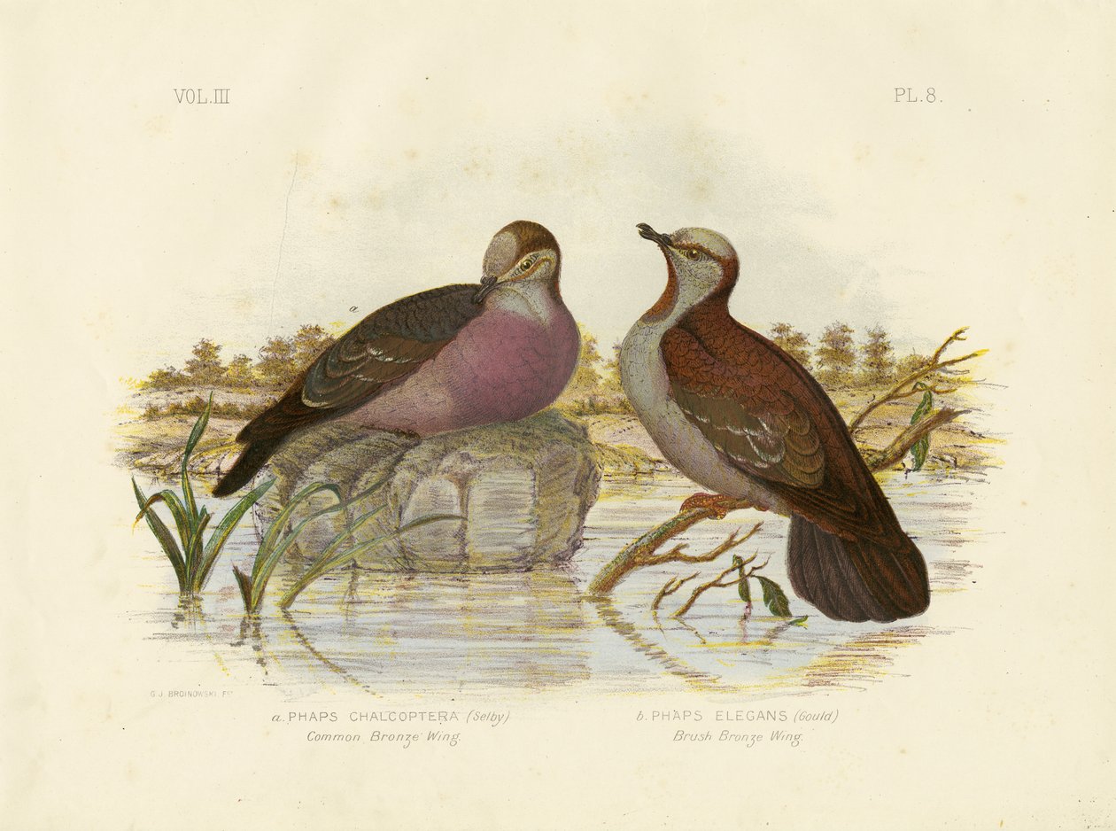 Gewöhnliche Bronzeflügeltaube, 1891 von Gracius Broinowski